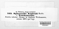 Image of Mycosphaerella asplenii